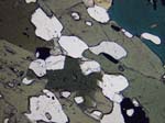 N605_COha02PL