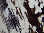 N611_COh01PL