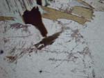 N753_COh02PL