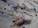 N804_COhPL