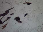 N810_Zy01PL_P3180683